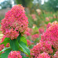 Pink to White Hydrangea Tree, Hydrangea Live Plant, Hydrange Bush in Pot, Well-Rooted Plant, Starter 6-10 Inc