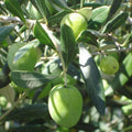 Olive Tree Live Plant Stater, Well Rooted, 4 to 8 Inc, Fast-Growing Olive Plant