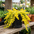 Golden Creeping Jenny Plug Live Plant, Colorful Trailing Ground Cover, Golden Foliage, 2-5 Inches Tall in Pot for Growing