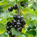Black Currant Plant Live Well Rooted 1 Year Bare Root, Sweet Currant Bush Live Plant, Currant Berries