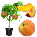 Grafted Yellow Red Peach Tree Live Plant, Well Rooted Peach Plant 1 Feet Tall for Planting Outdoor, Dormant, Ready to Bear Fruit Within 1-2 Years, No Pot