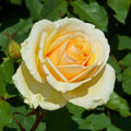 Fragrant Rose Plant Live Bush Shrub or Climbing, Old-Fashioned Roses Summer Rebloomer in 2.5 Inch Pot, Lanscape Rose Plant (Assorted) (Creamy Yellow)