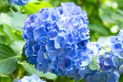 Hydrangea Plant Pot, Hydrangea Tree Live Plant, Hydrangea Live Plant, 6 to 12 Inches Tall (Blue)