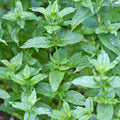 Set 4 Spearmint Plants, 4 to 7 Inch Tall Fresh Herb Starter Plant, Without Pot, Live Spearmint Plant for Patio and Garden, Culinary Herbs Fragrant Leaves