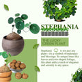 Stephania Cephalantha Bulb, Various Size for Fast Growing Stephania Plant Indoor Outdoor, Erecta Caudex Like, Rare Succulent Houseplant (Large, 3.5-4 Inches Wide)