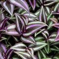 Silver Tradescantia Live Plant 2.5 Inches Pot, House Plant, Trailing Plant Live