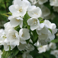 House Plant Mock Orange Bush Philadelphus, Fragrant Mock Orange Blossom Bush Shrub Live Plant Tree in Pot Ready to Plant, 5-9 Inc Tall