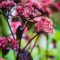 Pink Sedum Plant Live, Live Sedum Plant Pot, 3 Inches Pot, Sucullent Plant Live