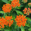2 Orange Milkweed Plants Live Butterfly Asclepias Tuberosa, Wildflowers Perennial Bush, Swamp Common Plant, 5-9" in Tall, No Pot