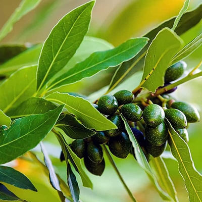 Laurus Nobilis Bay Leaf Tree Plant 5 to 9 Inches Height, Sweet Bay Leaf Tree Live Plant for Growing Your Garden