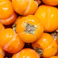 Persimmon Tree Seedling, 1-2 Ft Tall
