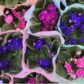 01 Random African Violet Plants Live in Pot, 01 Flowering Violets Indoor Outdoor Blooming, Vibrant Color Houseplant Décor Year-Round