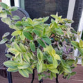 Velvet Tradescantia Live Plant in 3.5" Pot, Wandering Jew Plants Live Houseplants Large Size, Fast Growing Plant Indoor Outdoor