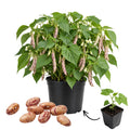 Live Variegated Bean Plant, Bean Bush Plants, 3-5 Inches Tall