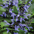 Blue Sage Live Plant, Violet Blue Color Salvia Sage Herb for Grow Indoors Outdoor in 3 Inch Pot