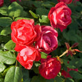 Roses Plant Live, in Pot, Fragrant Roses Flowers, Everblooming Ornamental Garden (Red)