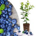 Cold Hardy Blueberry Plant Live for Planting, Blueberry Bushes for Planting, 4"-7" Cold Hardy Blueberries Southern Highbush