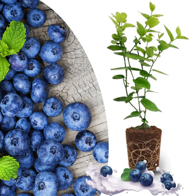 Cold Hardy Blueberry Plant Live for Planting, Blueberry Bushes for Planting, 4"-7" Cold Hardy Blueberries Southern Highbush