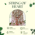 String of Hearts Plant in 2.5-Inch Pot, Rare Trailing Succulent for Indoor Planting, Hanging Houseplant for Decoration