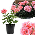 Salmon Geranium Live Plant in 4 Inch Pot, 4-6 Inch Tall Flowering Geranium Plant - Colorful Garden, Patio, and Container Flower Plant