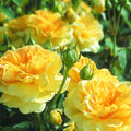 Yellow Rose Bushes Ready to Plant, Roses Live Plants Fragrant, 6-8 Inc Tall in Pot, Year-Round Blooming, Can Grow as Bush or Climber