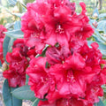 1-2 Ft Deep Red Rhododendron Plants Live, Azalea Rhododendron Bush Shrubs in 1 Gallon Pot for Planting, Azalea Bush Ready Plant, Live Rhododendron Plant Azalea