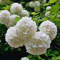Viburnum Plant Live, Snowball Bushes Plant, 6 to 8 Inc Tall, Snowball Live Plant in 4 Inches Potted, Outdoor Planting