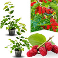 02 Mulberry Trees Live Plants, Spring Planting 4-8 Inch Tall, High-yiedling and Fast-Growing Trees, Outdoor Growing