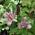 Pink Toad Lily Live Plant in 2.5 Inch Pot for Planting Indoor Outdoor