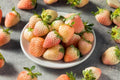 White Carolina Pineberry Plants 10 Roots Bareroot Pineapple Strawberry Flavor, Delicious