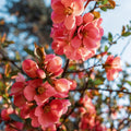 Quince Flowering Plant, Quince Flower Shrub Outdoor Planting, 5 to 7 Inch Tall (Peach)