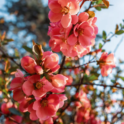 Quince Flowering Plant, Quince Flower Shrub Outdoor Planting, 5 to 7 Inch Tall (Peach)