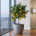 2 Meyer Lemon Tree Live Plants in 4'' Pot, Hardy Meyer Lemon Tree, Tropical Fruit Tree for Indoor and Outdoor Planting, Fragrant Citrus Plants, Well-Rooted, 2-3 Inches Tall