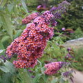 Bicolor Butterfly Bushes Plant, Butterfly Flowers Starter Plant, Cut Back Dormant, 3 to 6 Inch Tall for Butterfly Bushes, Fragrant Flowers for Garden