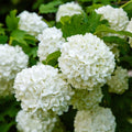Viburnum Plant Live, Snowball Bushes Plant in 4 Inches Pot, Viburnum Live Plant, 6 to 8 Inc Long