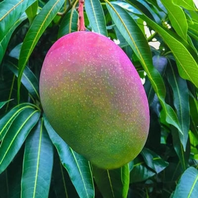 Grafted Mango Tree Live Plant, 14-18 Inch Tall, Mango Plant Live for Outdoor Planting, in Pot, Well-Rooted Tropical Fruit Tree