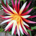 Fishbone Cactus Plant Live, Epiphyllum Cactus Live Succulent, in 2" Pot