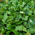 Pandan Plant Live for Garden, Rooted Pandan Live Plant for Garden, 4 to 6 Inches Tall