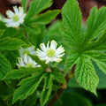 10 Goldenseal Plant Roots Perennial Herb Goldenseal Plants Roots for Planting