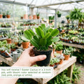 Random Easter Cactus Plant Live, Spring Easter Cactus Plant, 4-6 Inc Tall, Potted in 2 Inc Pot, Vibrant Bloom Houseplant for Hanging Basket, Pot and Shelves