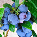 Blueberry Bushes Live Plant 8 to 15 Inch Tall, Sweet Blueberry Plant Live for Planting, Blueberry Shrubs (Northblue Blueberry)