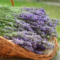 3 Plugs Lavender Plants Live Starter Plants 1-3" in Tall, Hardy Perennial Lavender for Garden and Landscape with Fragrant Purple Blooms, No Pot (Dark Blue)