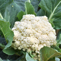 Cauliflower Plant in 4" Pot, Vegetable Cauliflower Live Plant Potted for Planting (White Cauliflower)