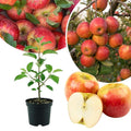 Honey Crisp Apple Tree Live Plant 6-10" Tall
