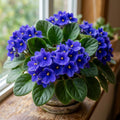 African Violet Plant, Violet Live Plant, 3-5 Inc Tall, Blue Blooms