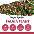 Set 4 Hot Lips Salvia Plants 4-7 Inches, Vibrant Red and White Salvia Flowers, Hardy Perennial for Garden and Landscape