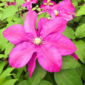 Burgundy Clematis Live Plant in 2.5" Pot, Flowering Climbing Clematis Vine Starter for Outdoor Garden and Trellis, Well Rooted