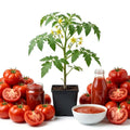 2PPP Beefsteak Tomato Plants Live, Garden Vegetable Plant, 5-8'' Tall