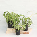 Curly Spider Plants Live Houseplants in 4" Pot, Airplane Live Plants Indoor Outdoor Decor and Planting