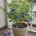 Easy to Grow Blueberry Plant Live for Planting, Blueberry Bushes for Planting, 4"-7" Cold Hardy Blueberries Southern Highbush